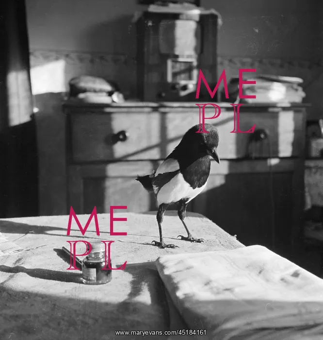: Magpie. A magpie standing next to an ink pot on a table inside a house : Magpie. A magpie standing next to an ink pot on a table inside a house