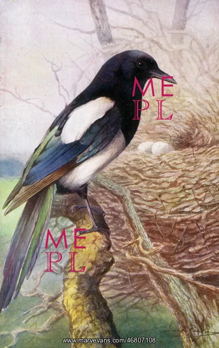 : Magpie : Magpie