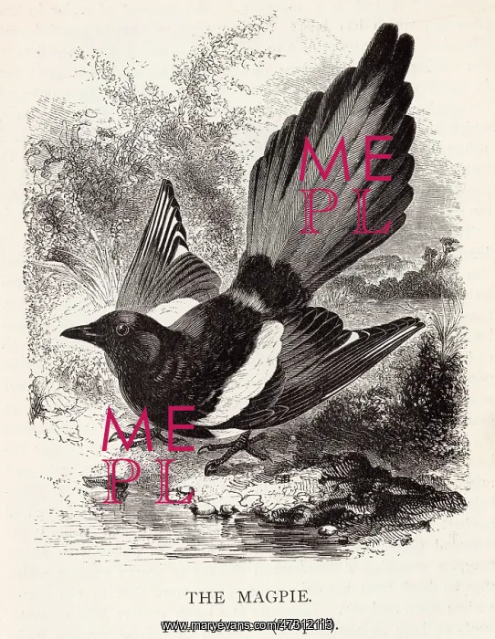 : MAGPIE. The magpie (pica rustica), a member of the crow family : MAGPIE. The magpie (pica rustica), a member of the crow family