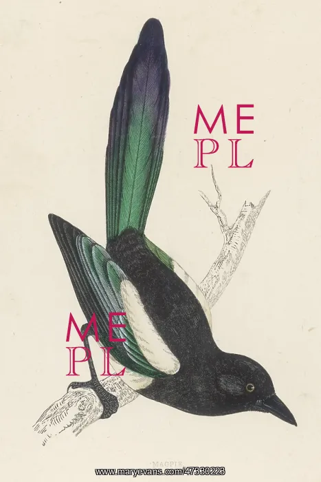 : MAGPIE. (Pica pica, or Pica Rustica)