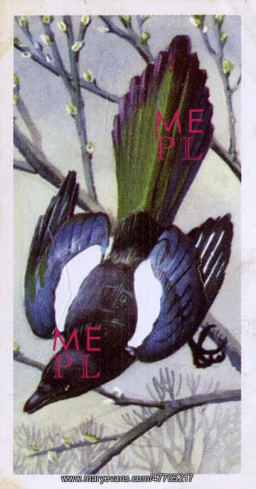  : Magpie