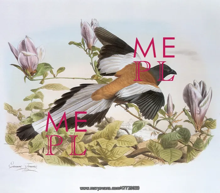  : Magpie