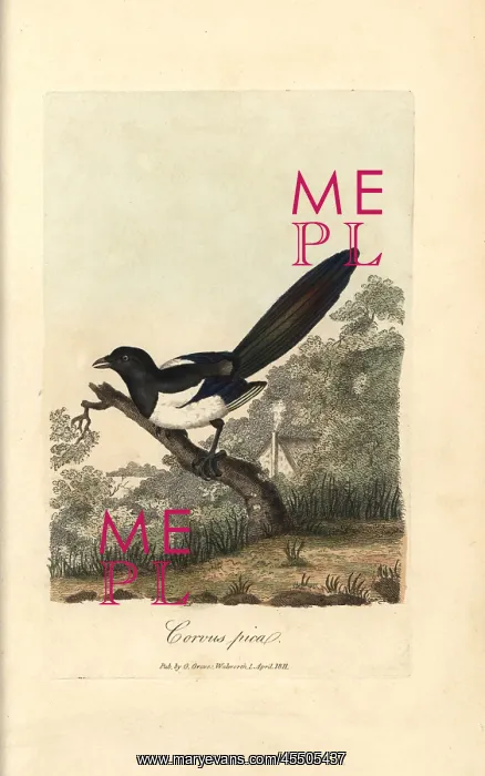 : Magpie, Corvus pica, Pica pica : Magpie, Corvus pica, Pica pica