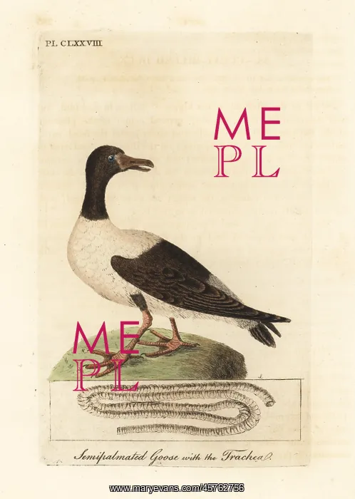 : Magpie goose, Anseranas semipalmata : Magpie goose, Anseranas semipalmata