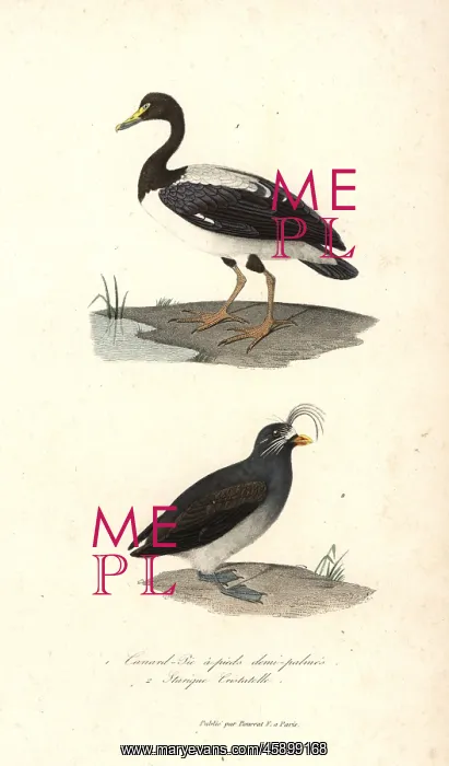 : Magpie goose and crested auklet : Magpie goose and crested auklet