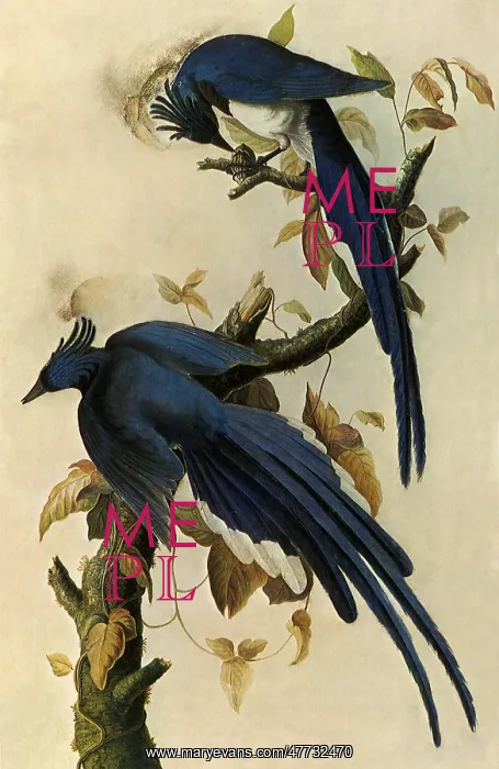  : Magpie Jays