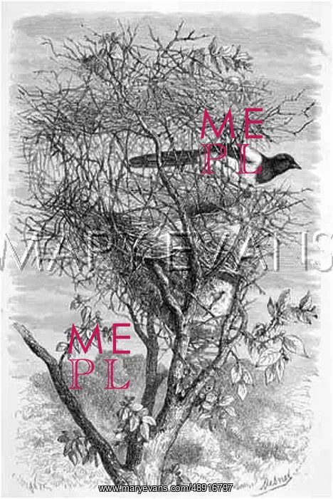  : MAGPIE & NEST