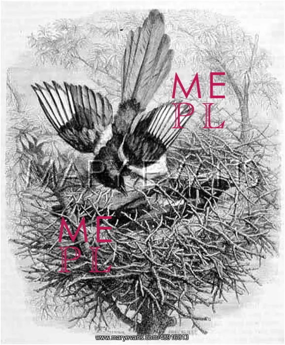  : MAGPIE AND NEST