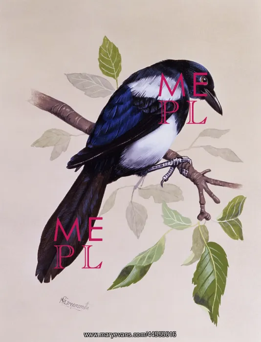 : Magpie (Pica pica) : Magpie (Pica pica)
