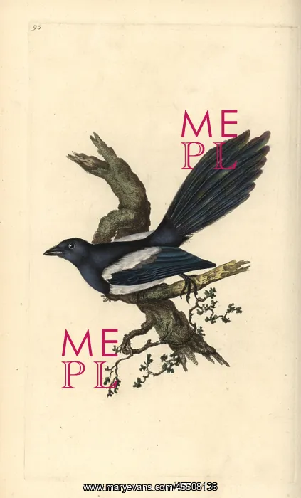 : Magpie, Pica pica : Magpie, Pica pica