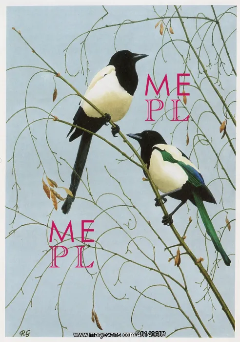  : Magpies