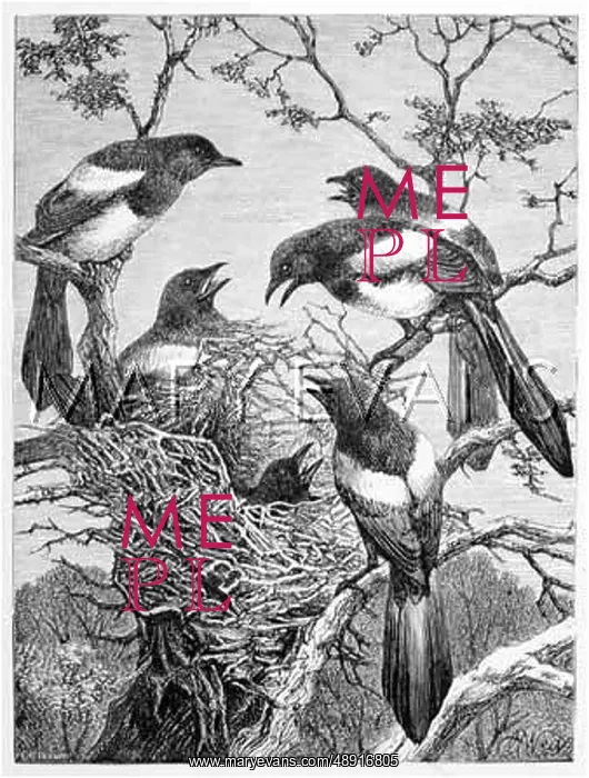  : MAGPIES AND NEST