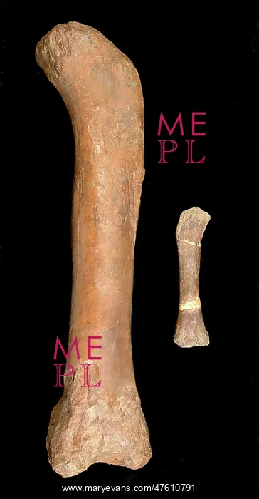 : Magyarosaurus & Cetiosaurus oxoniensis : Magyarosaurus & Cetiosaurus oxoniensis