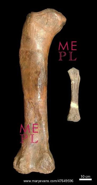: Magyarosaurus sp. & Cetiosaurus oxoniensis : Magyarosaurus sp. & Cetiosaurus oxoniensis
