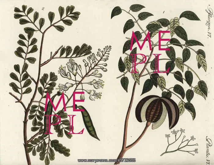 : Mahogany and caesalpinia tree : Mahogany and caesalpinia tree