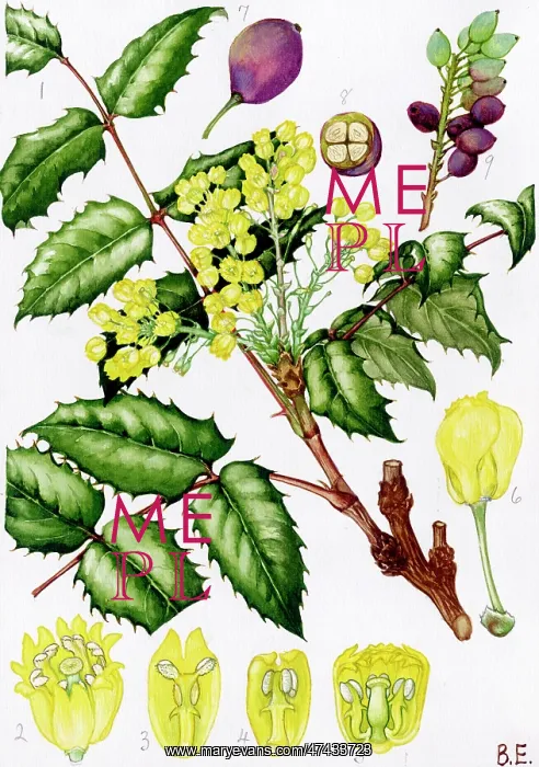  : Mahonia aquifolium