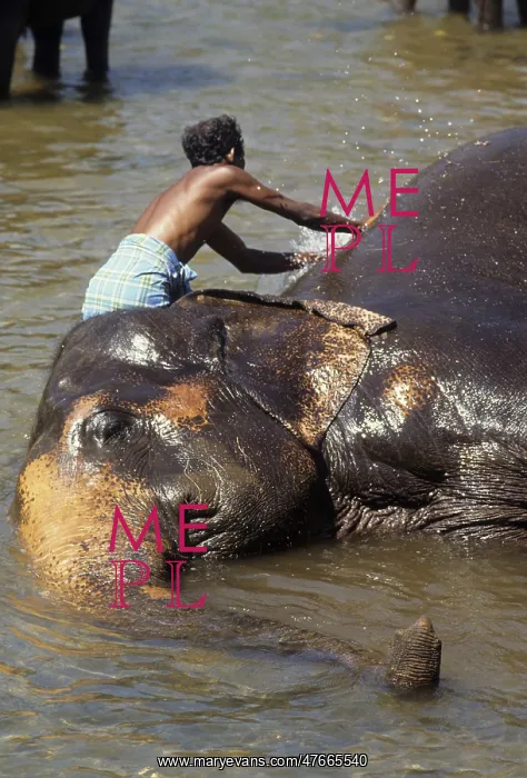  : Mahout bathes an elephant, Sri Lanka - 2