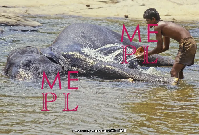 : Mahout bathes an elephant, Sri Lanka - 3 : Mahout bathes an elephant, Sri Lanka - 3