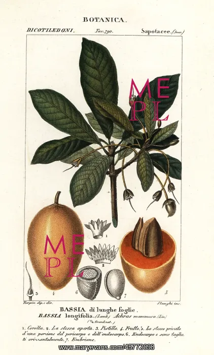 : Mahuwa tree, Madhuca longifolia : Mahuwa tree, Madhuca longifolia