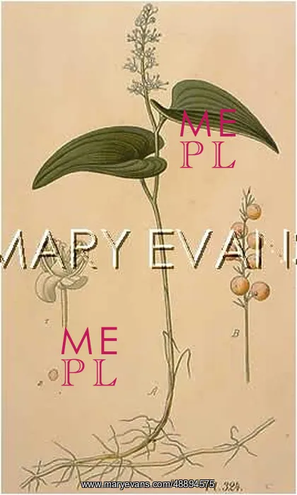 : MAIANTHEMUM BIFOLIUM : MAIANTHEMUM BIFOLIUM