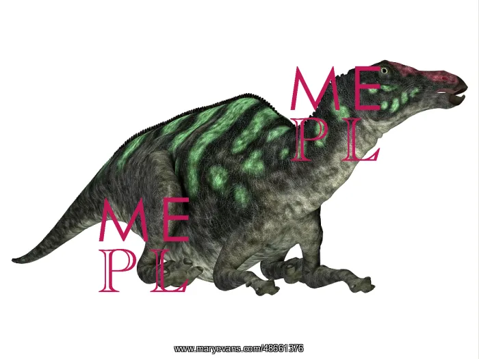 : Maiasaura dinosaur on white background : Maiasaura dinosaur on white background