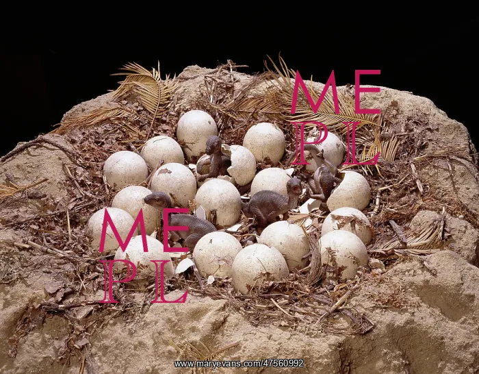 : Maiasaura with nest of eggs and hatchlings : Maiasaura with nest of eggs and hatchlings