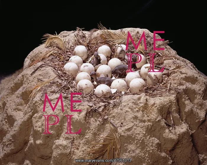 : Maiasaura with nest of eggs and hatchlings : Maiasaura with nest of eggs and hatchlings