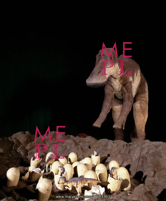 : Maiasaura with nest of eggs and hatchlings : Maiasaura with nest of eggs and hatchlings