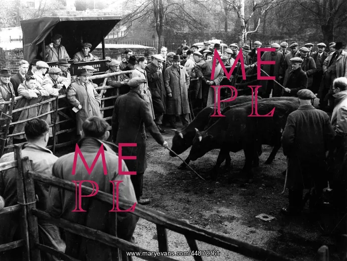: MAIDSTONE CATTLE MARKET : MAIDSTONE CATTLE MARKET
