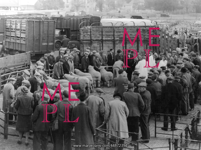 : MAIDSTONE SHEEP MARKET : MAIDSTONE SHEEP MARKET