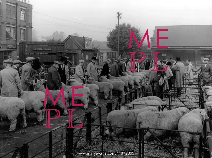 : MAIDSTONE SHEEP MARKET : MAIDSTONE SHEEP MARKET