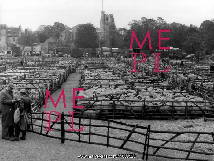 : MAIDSTONE SHEEP MARKET : MAIDSTONE SHEEP MARKET