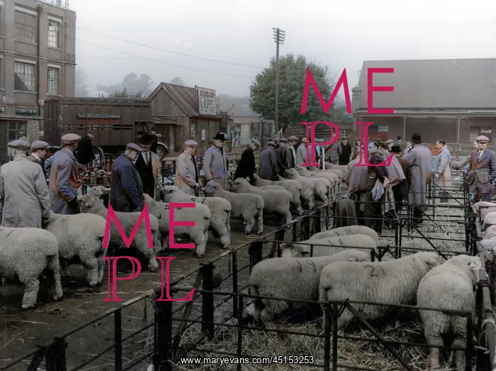 : MAIDSTONE SHEEP MARKET : MAIDSTONE SHEEP MARKET