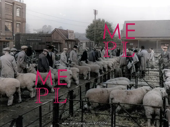 : MAIDSTONE SHEEP MARKET : MAIDSTONE SHEEP MARKET