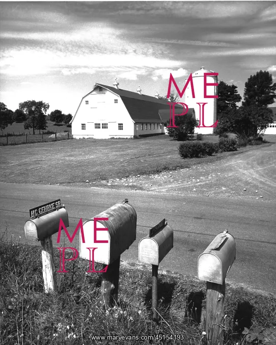 : Four Mailboxes At The Side Of The Road before a Dairy Farm : Four Mailboxes At The Side Of The Road before a Dairy Farm