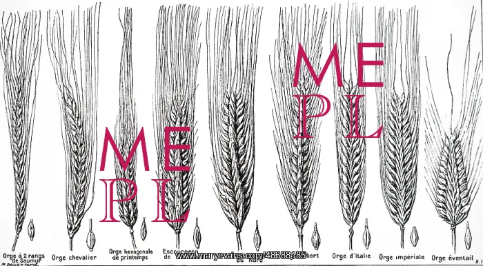 : Main varieties of barley, in cultivation, circa 1920 : Main varieties of barley, in cultivation, circa 1920