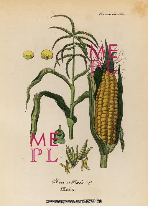 : Maize or corn, Zea mays : Maize or corn, Zea mays
