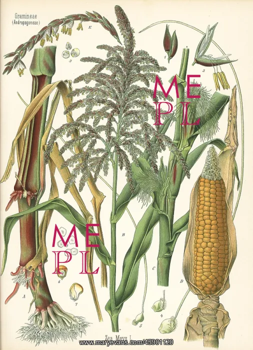 : Maize or corn, Zea mays : Maize or corn, Zea mays
