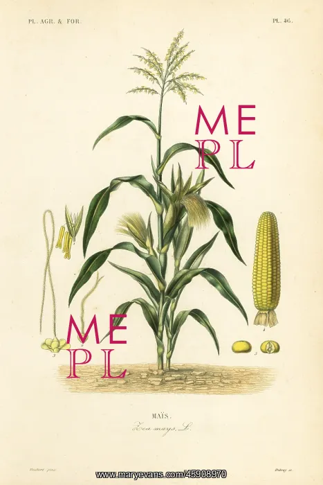 : Maize or corn, Zea mays : Maize or corn, Zea mays