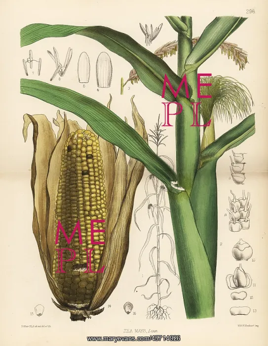 : Maize or Indian corn, Zea mays : Maize or Indian corn, Zea mays