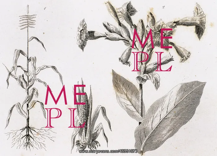  : Maize plants and snuff. Engraving, 1841
