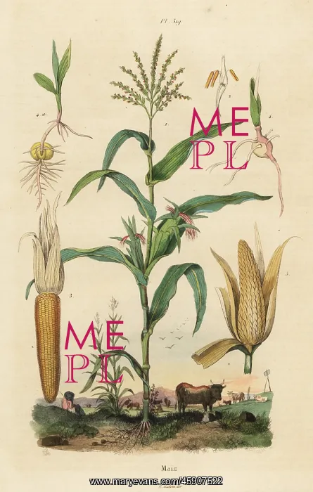 : Maize or sweetcorn, Zea mays : Maize or sweetcorn, Zea mays