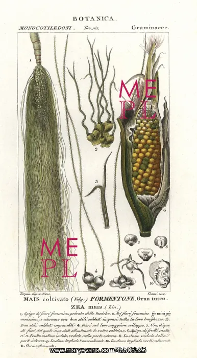 : Maize, Zea mays : Maize, Zea mays