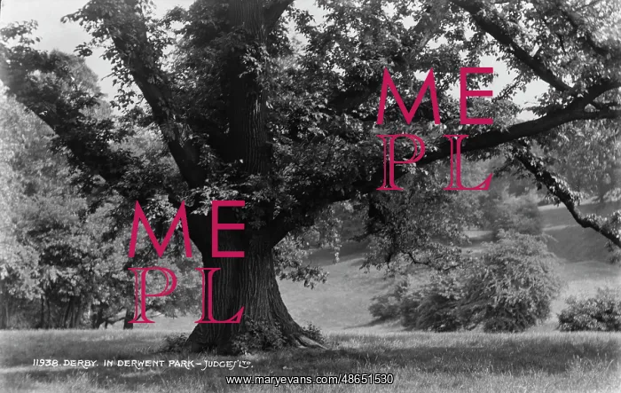 : Majestic Tree in Derwent Park : Majestic Tree in Derwent Park