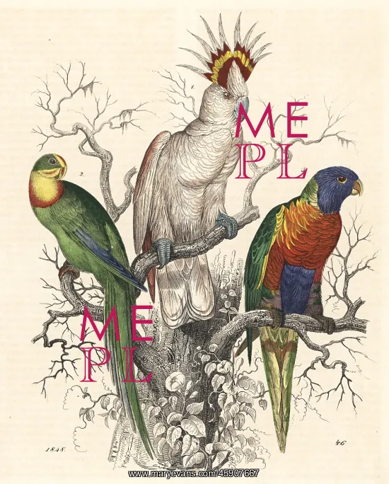 : Major Mitchell's cockatoo, superb parrot and : Major Mitchell's cockatoo, superb parrot and