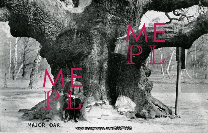 : Major Oak, Edwinstowe, Nottinghamshire ? : Major Oak, Edwinstowe, Nottinghamshire ?