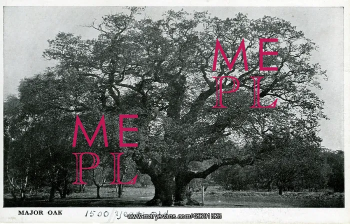  : Major Oak, Edwinstowe, Nottinghamshire ?