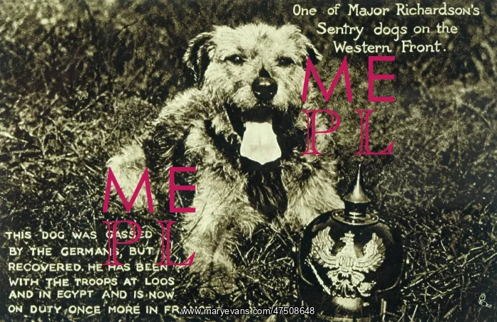 : MAJOR RICHARDSONS DOG : MAJOR RICHARDSONS DOG