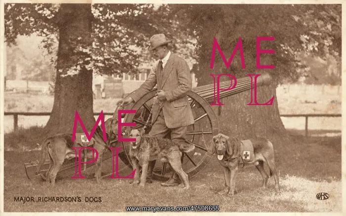 : MAJOR RICHARDSONS DOGS : MAJOR RICHARDSONS DOGS