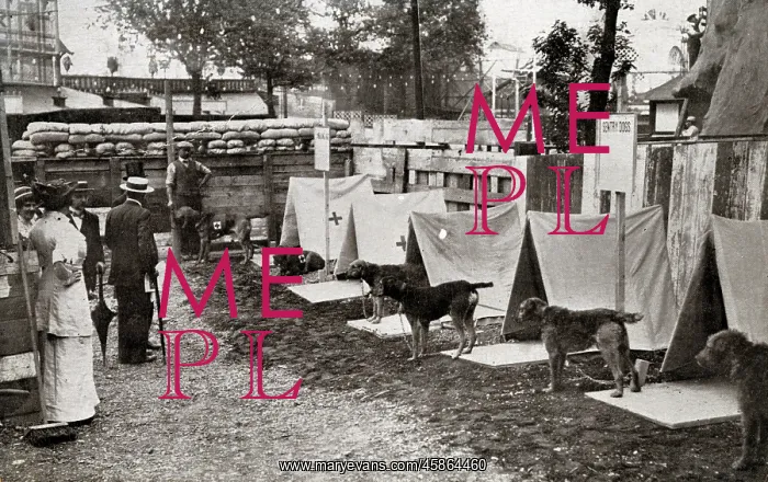 : Major Richardson's Sentry and Ambulance Dogs, Earl's Court : Major Richardson's Sentry and Ambulance Dogs, Earl's Court